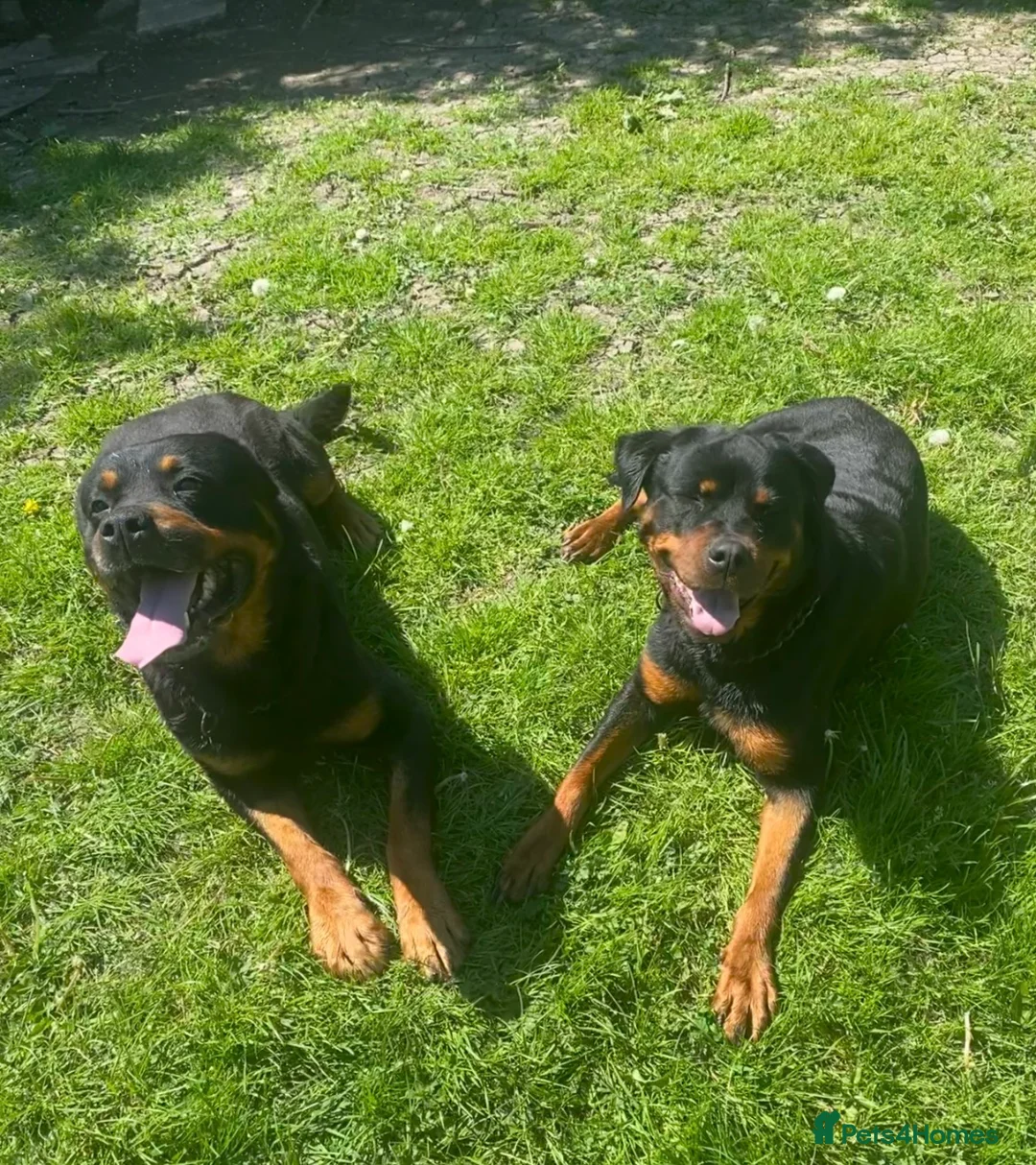 Rottweiler dogs for sale: Puppies - Advert 2