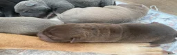 Shar Pei dogs for sale: Stunning shar pei puppies - Advert 3