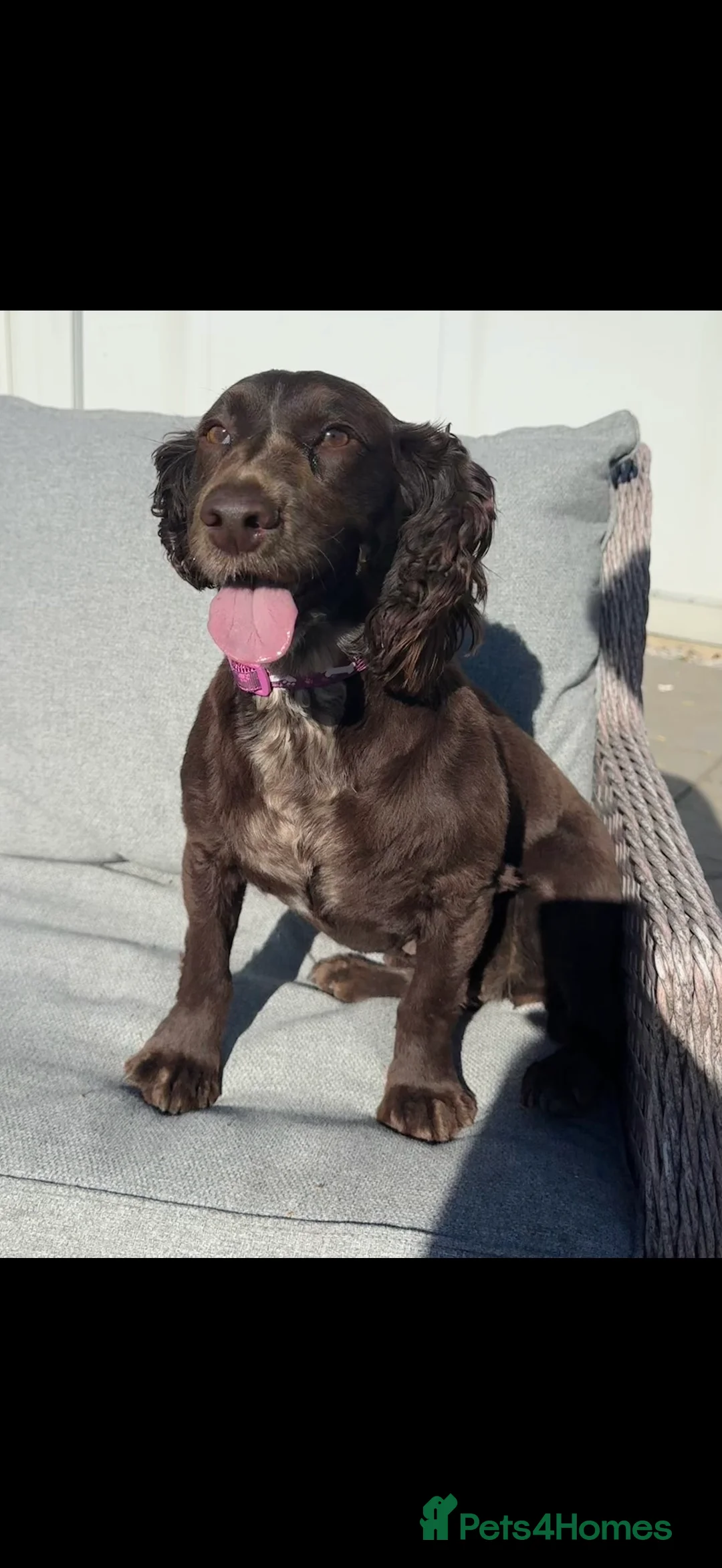 Cockapoo dogs for sale: Beautiful f1 cockerpoo puppies for sale  in Maidenhead - Advert 16