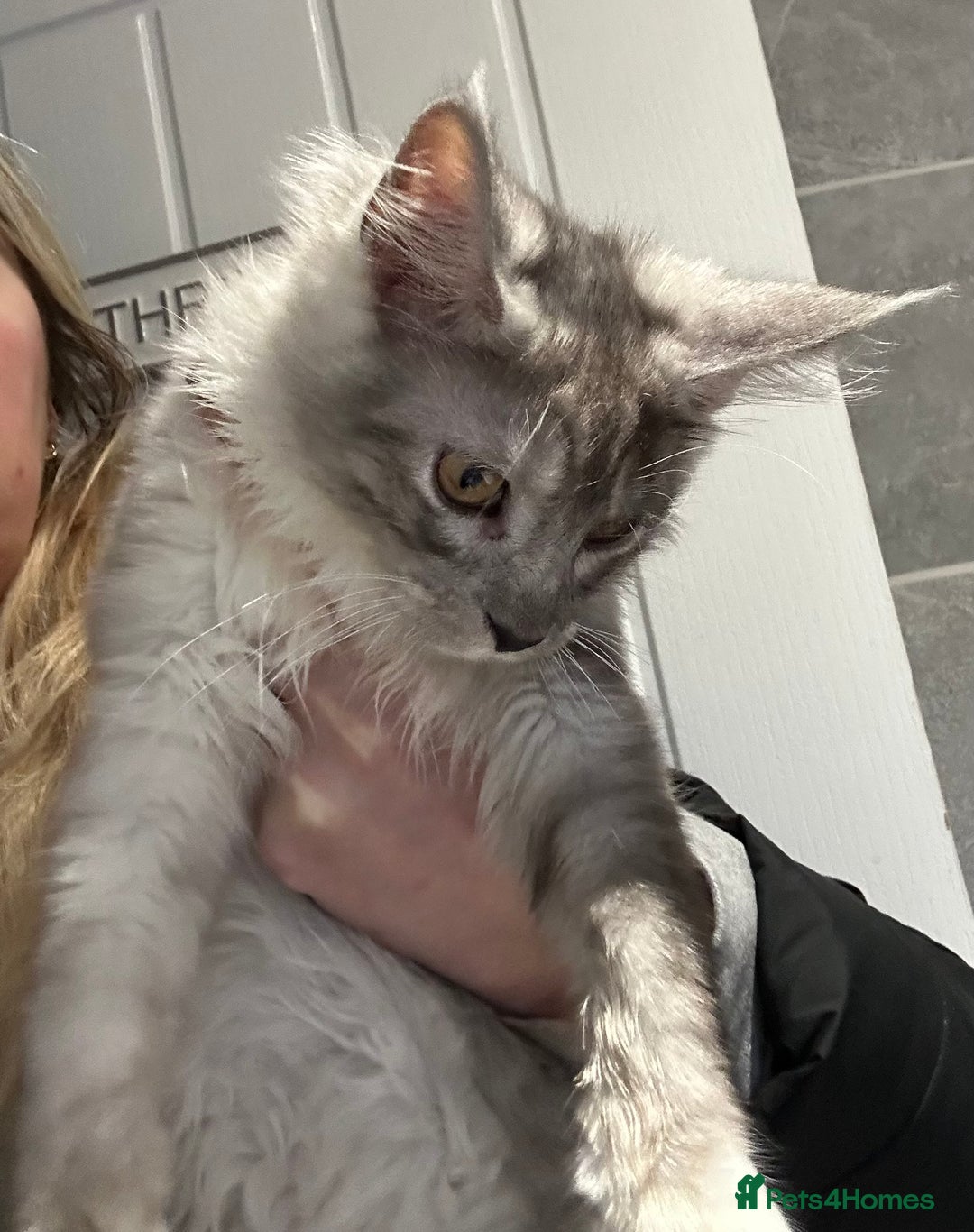 Maine Coon cats for sale: Maine coon kittens  - Advert 9