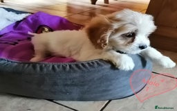 Cavachon dogs for sale: Cavachon Puppies - Image 6