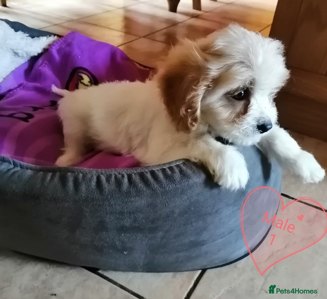 Cavachon dogs for sale: Cavachon Puppies - Image 6