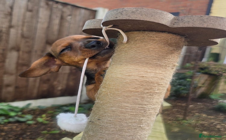 Miniature Dachshund dogs - Advert 13