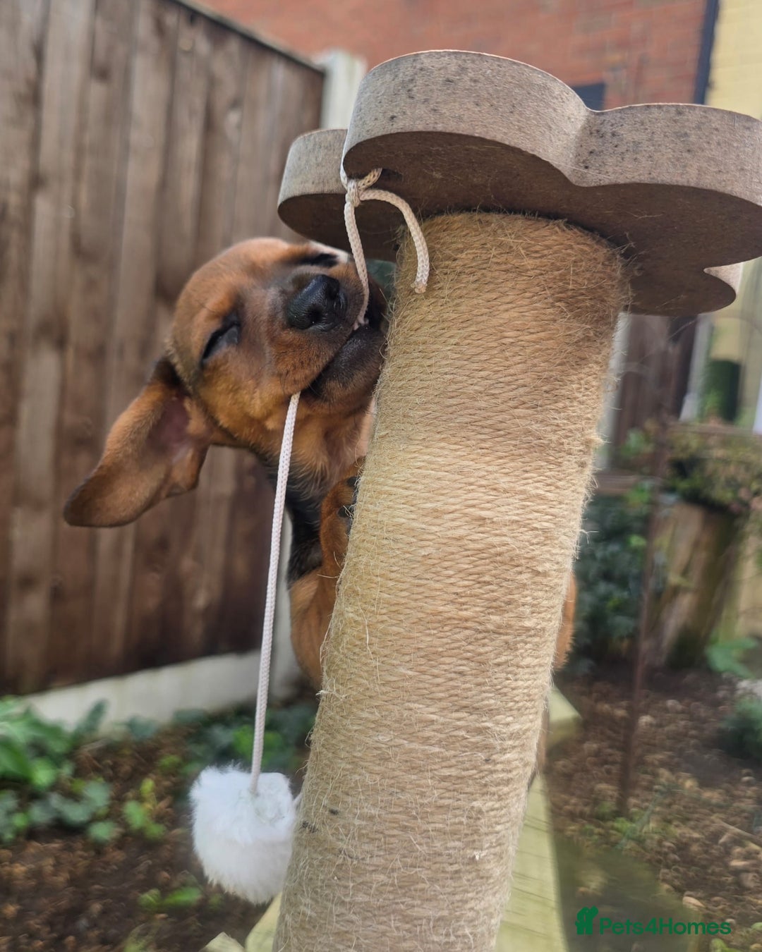 Miniature Dachshund dogs for sale: Excellent bloodlines mini smooth hair dachshunds  - Image 1