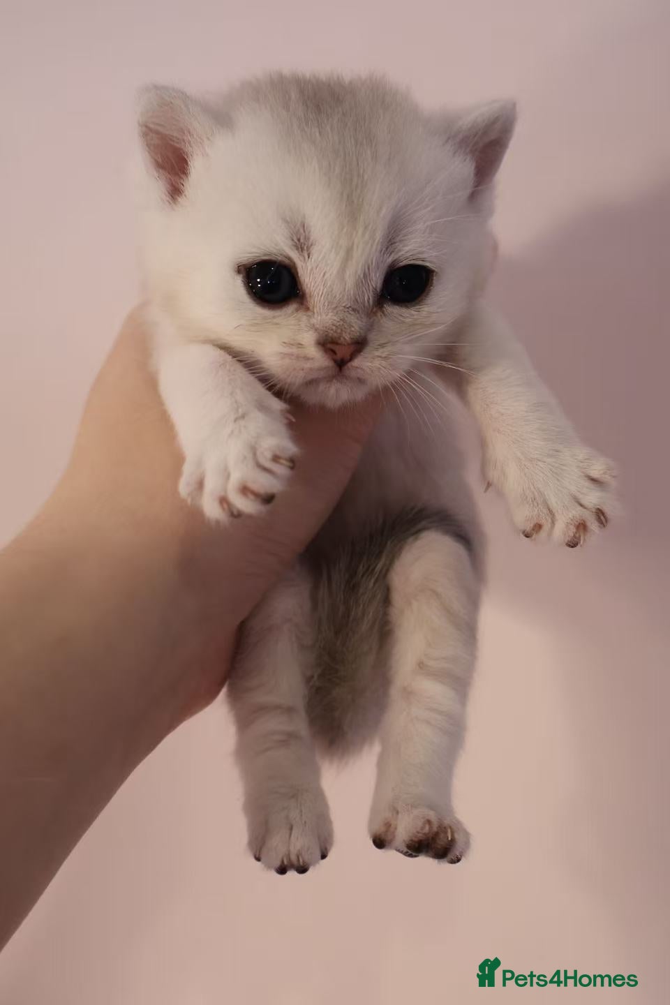 British Shorthair cats British shorthair  - Advert 2