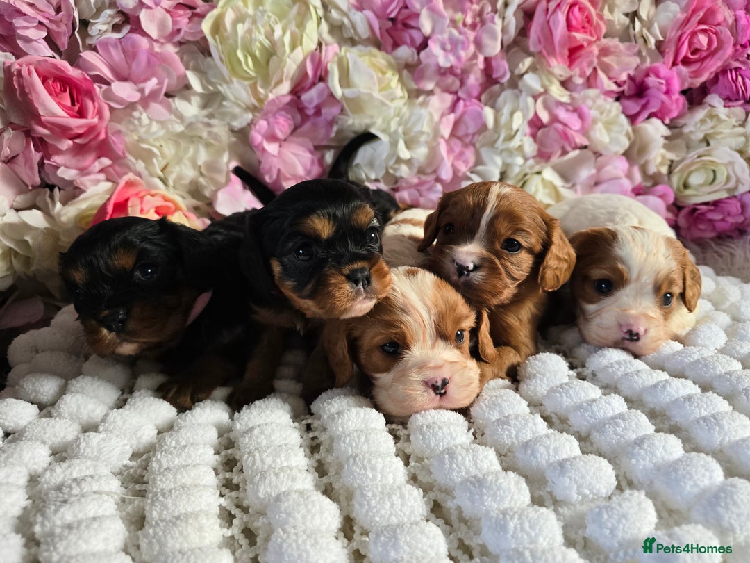 Cavalier King Charles Spaniel dogs for sale: Beautiful KC reg Cavalier King Charles Puppies  - Advert 11