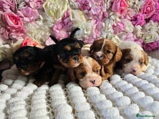 Cavalier King Charles Spaniel dogs Beautiful KC reg Cavalier King Charles Puppies - Advert 7
