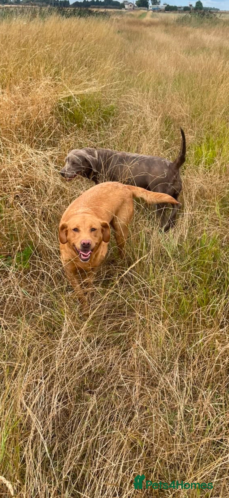 Labrador Retriever dogs Fox red Labrador  - Advert 1