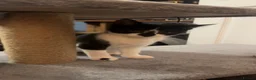 Mixed Breed cats for sale: Mixed breed black and white kittens - Advert 10