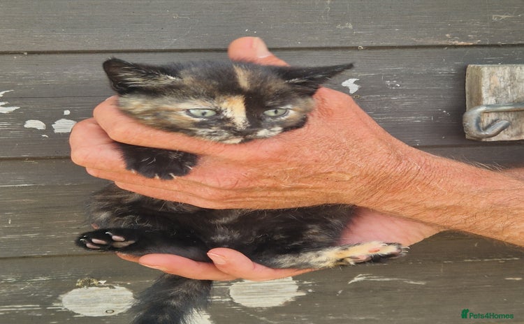 Domestic Shorthair cats - Advert 12