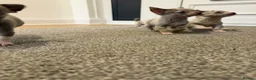Chihuahua dogs for sale: Stunning litter of Merle & lilac chihuahuas  - Advert 4