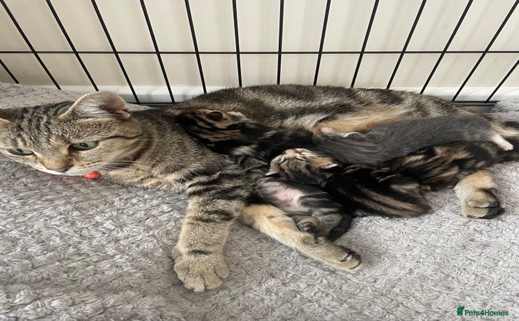 Mixed Breed cats - Advert 13
