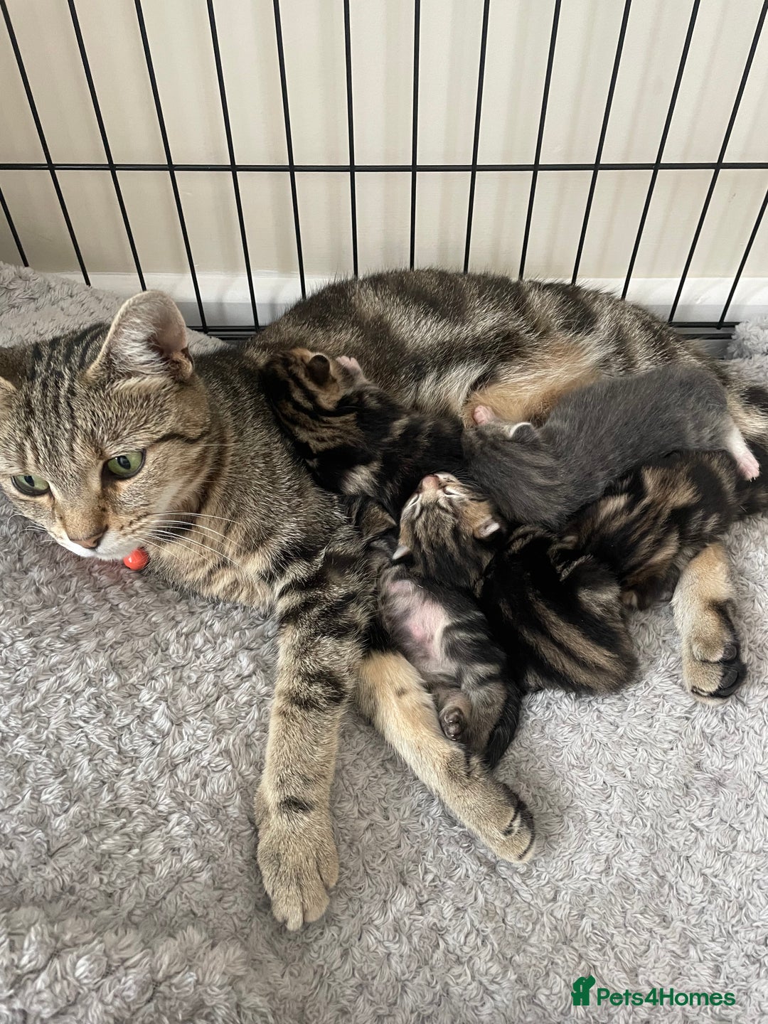 Mixed Breed cats for sale: Kittens ready to reserve  - Image 1