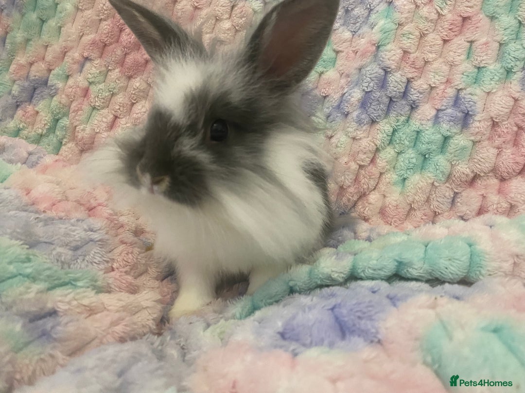 Lionhead rabbits for sale: Lionhead babies  - Advert 2