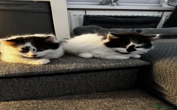 Persian cats for sale: Persian x kittens - Image 24
