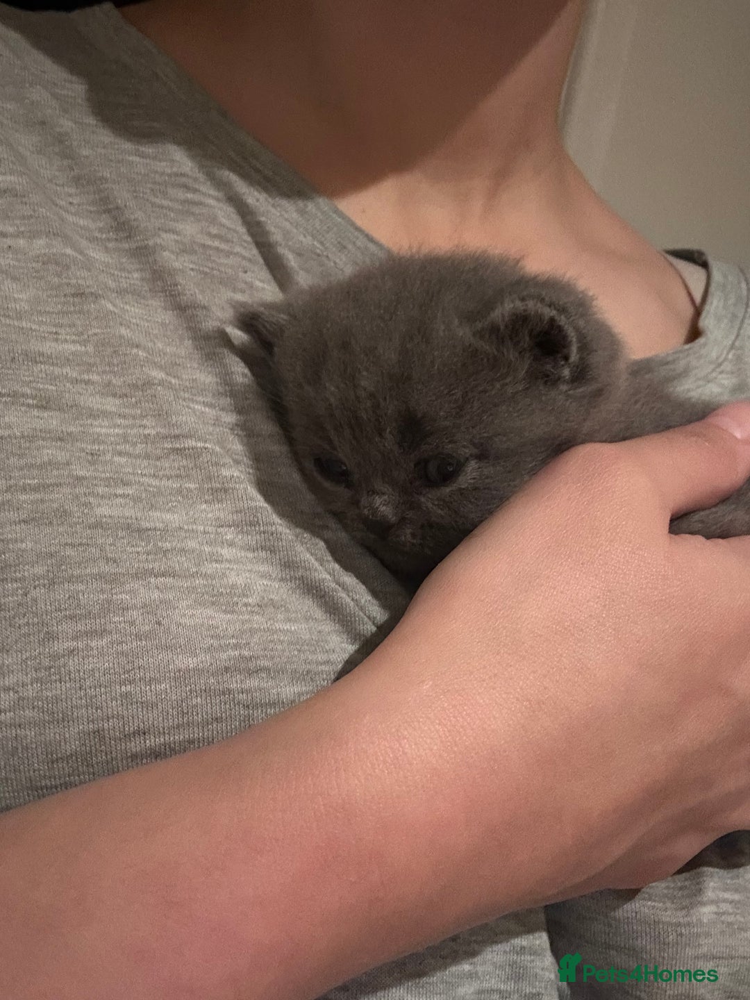 British Shorthair cats for sale: Beautiful British shorthair kittens - Advert 7
