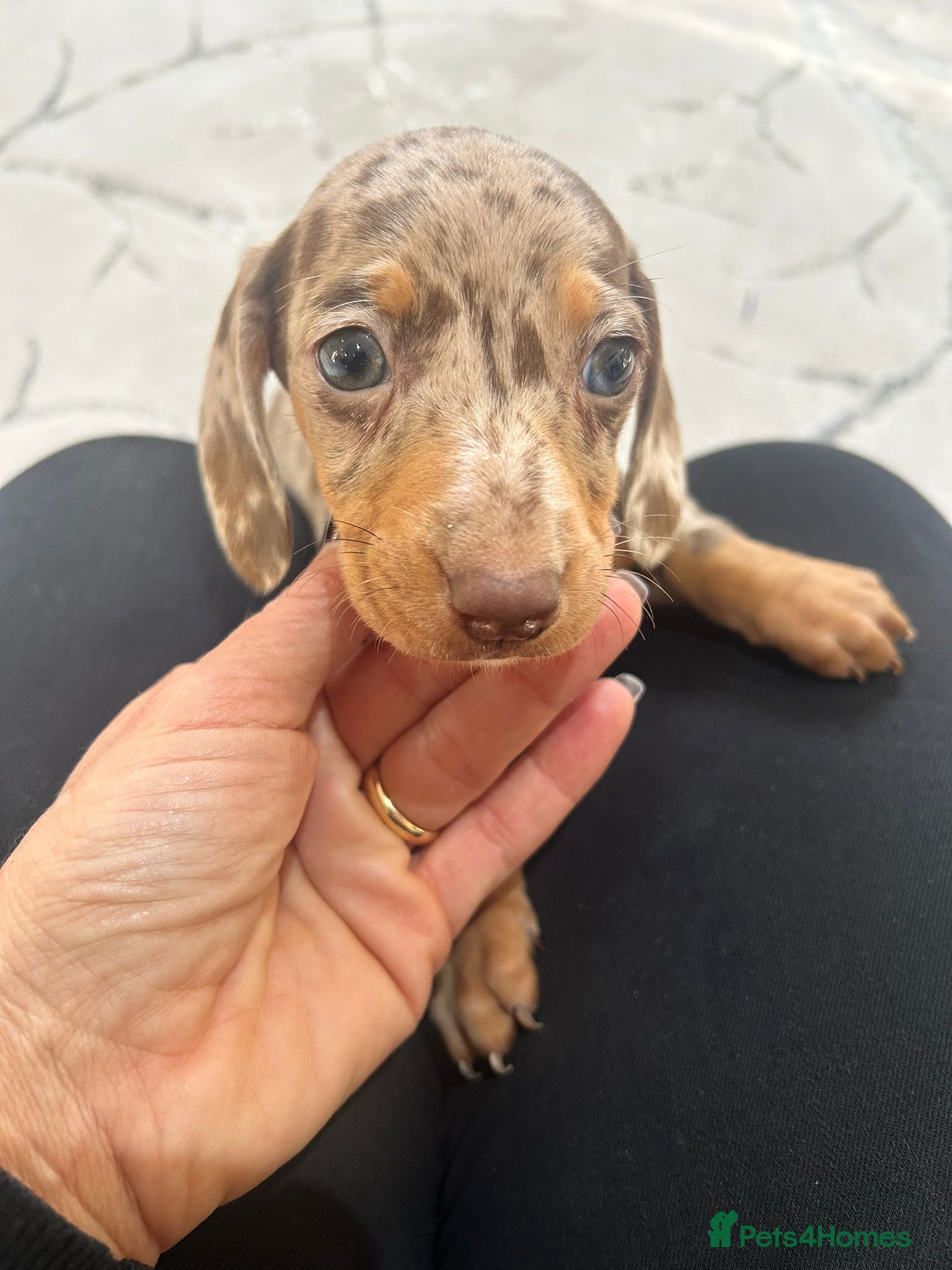 Miniature Dachshund dogs Miniature dachshund - Advert 1