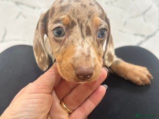 Miniature Dachshund dogs Miniature dachshund - Advert 1