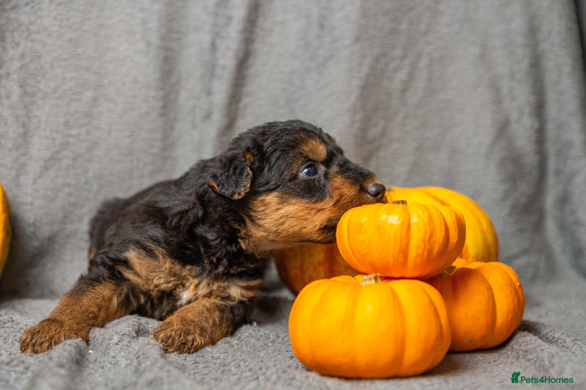 Airedale Terrier dogs for sale: ⭐️QUALITY KC AIREDALE TERRIERS PUPPIES⭐️ - Advert 2