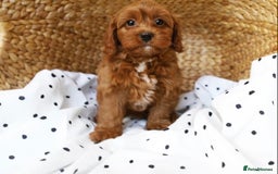 Cavapoo dogs for sale: Beautiful Cavapoo puppies! - Image 13