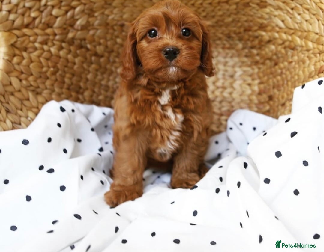 Cavapoo dogs for sale: Beautiful Cavapoo puppies! - Image 13