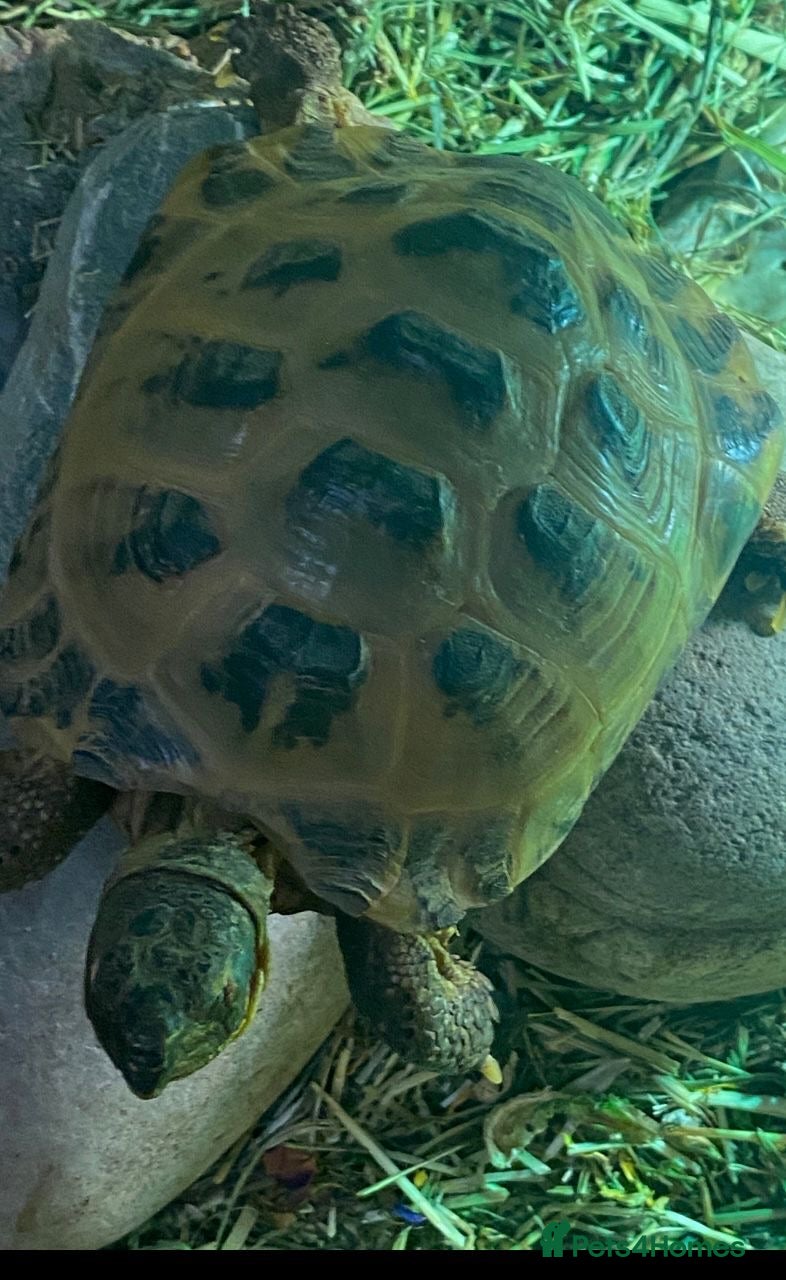 Turtle reptiles Active and energetic Flash! - Advert 1