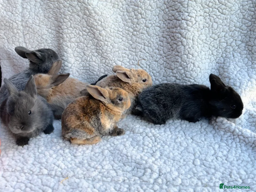 Mixed Breed rabbits for sale: Baby Rabbits Rex cross Lop in Stoke-on-Trent - Advert 1