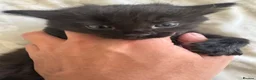 Domestic Shorthair cats for sale: Kittens for sale  - Advert 5
