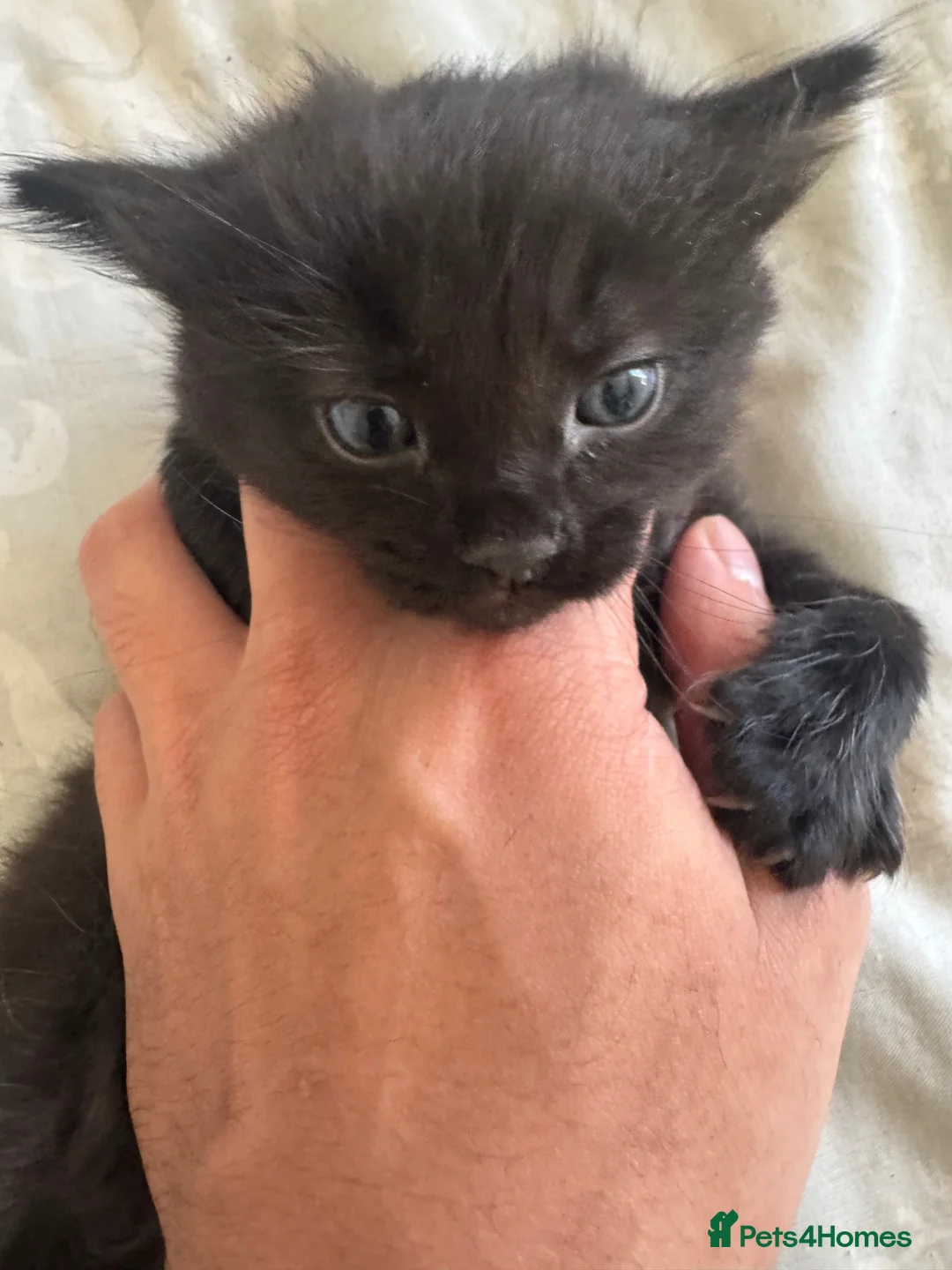 Domestic Shorthair cats for sale: Kittens for sale  - Advert 5