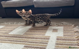Bengal cats for sale: TICA registered bengal kittens!🐱 - Image 1