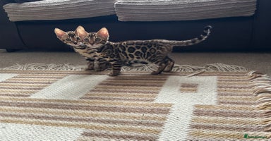 Bengal cats - Advert 14