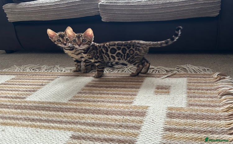 Bengal cats - Advert 4