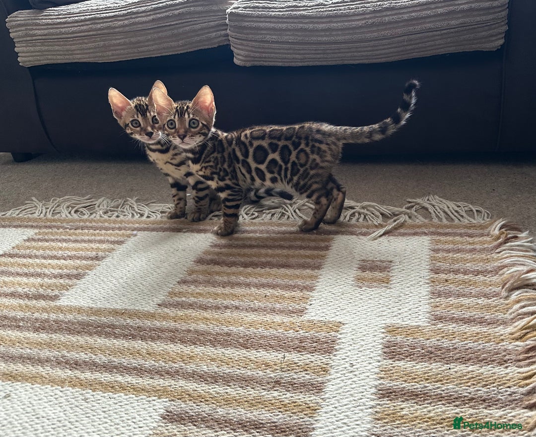 Bengal cats for sale: TICA registered bengal kittens!🐱 - Image 1