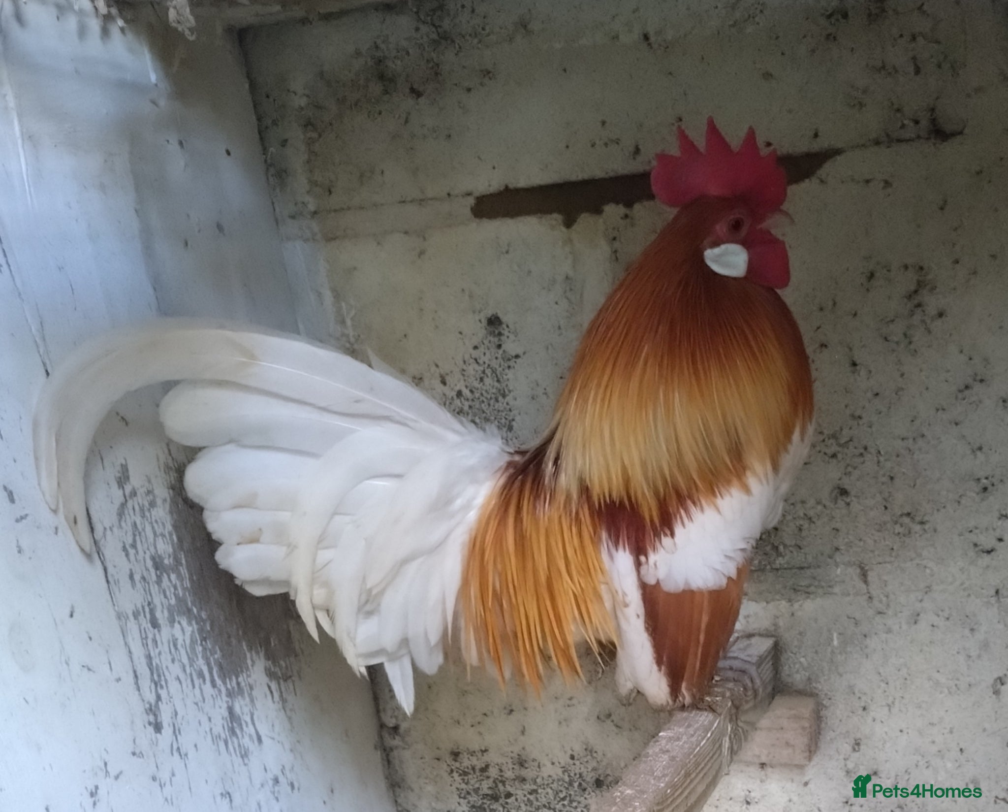 Chickens poultry for sale: Large cockerel/Dutch bantam trio - Advert 1