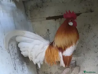 Chickens poultry for sale: Large cockerel/Dutch bantam trio - Advert 1