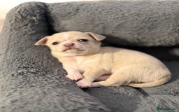 Chihuahua dogs for sale: 1 Female Chihuahua left ready to leave Now! - Advert 4