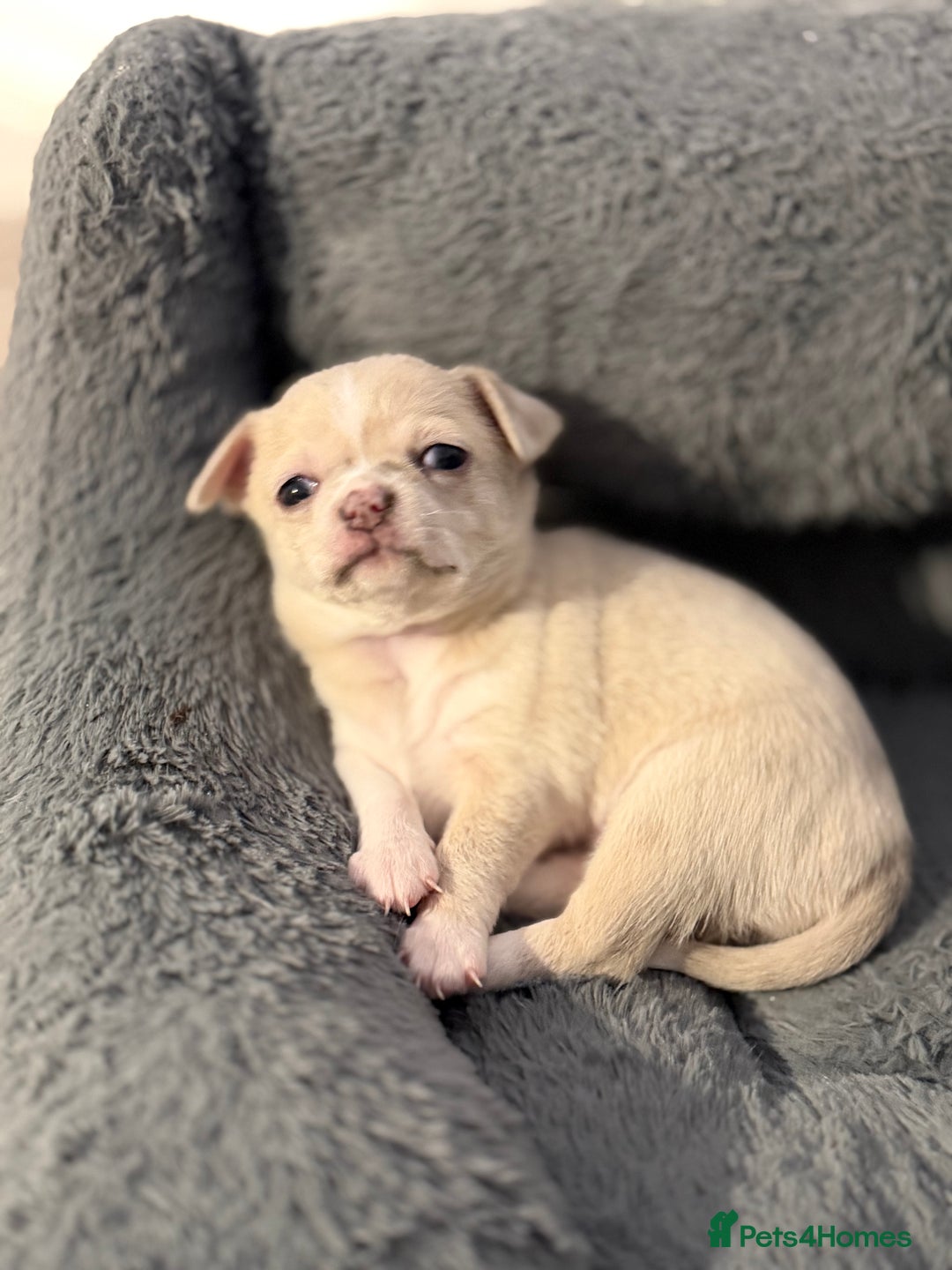 Chihuahua dogs for sale: 1 Female Chihuahua left ready to leave Now! - Advert 4