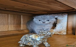 Scottish Fold cats for sale: Scottish fold and straight ears kittens for sale.  - Image 14