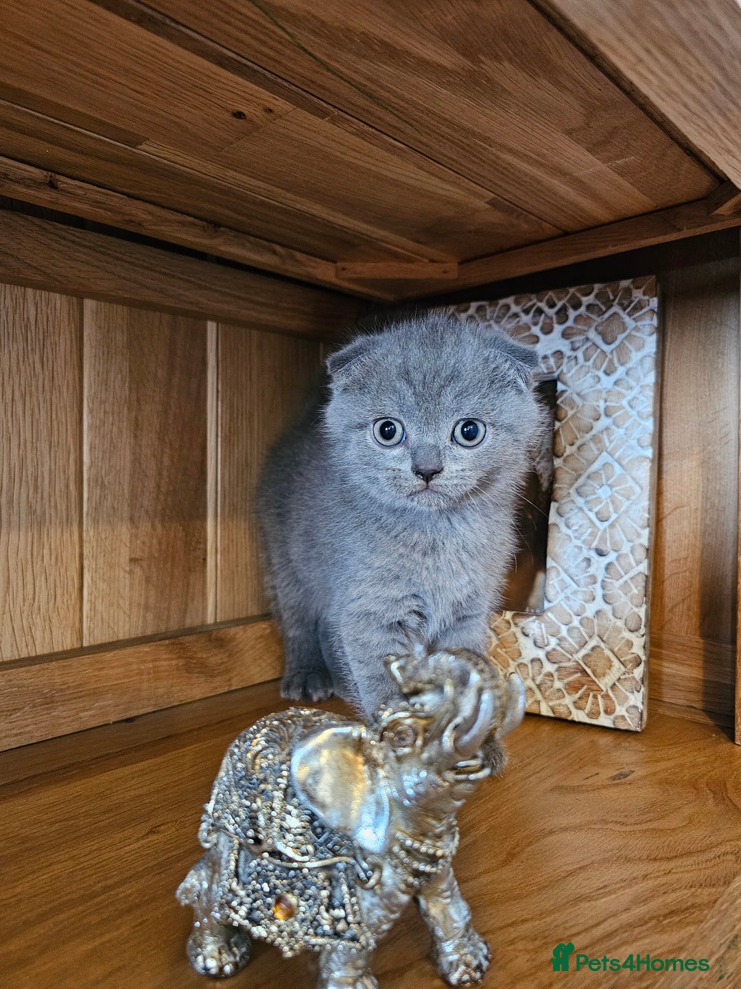 Scottish Fold cats for sale: Scottish fold and straight ears kittens for sale.  - Image 14