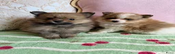 Pomeranian dogs for sale: Teddy bear Pomeranian puppies  - Advert 9