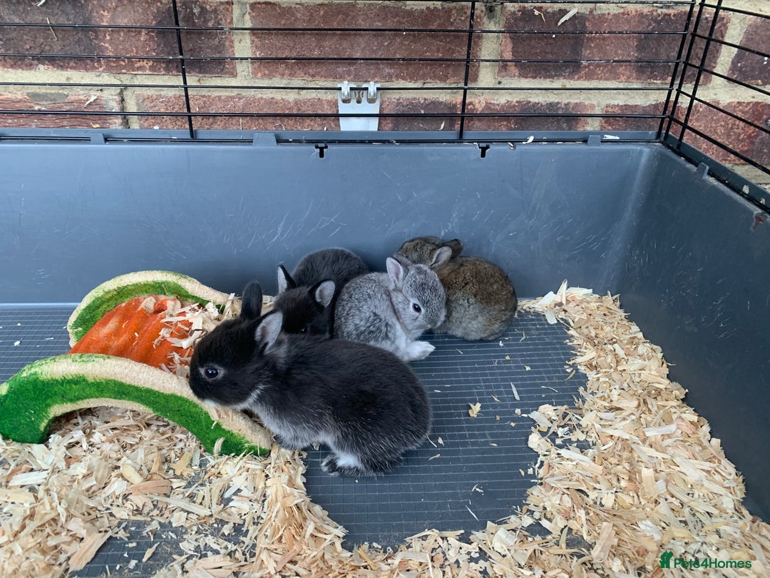 Netherland Dwarf rabbits for sale: Gorgeous Netherland Dwarf Rabbits - Ready in Sept - Image 21