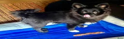 Pomchi dogs for sale: Gorgeous Little Pom-Chi-Mix Girl Puppy 6 months - Advert 2