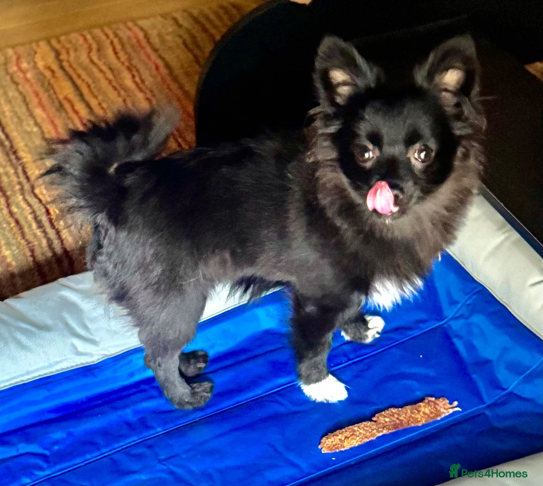 Pomchi dogs for sale: Gorgeous Little Pom-Chi-Mix Girl Puppy 6 months - Advert 2
