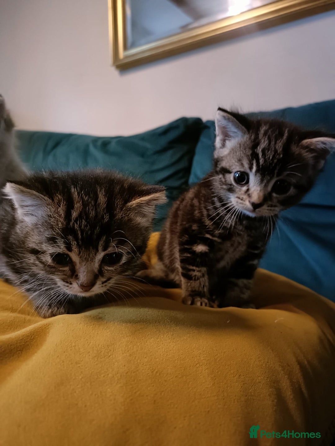 Mixed Breed cats for sale: Mixed bengal kittens - Image 3