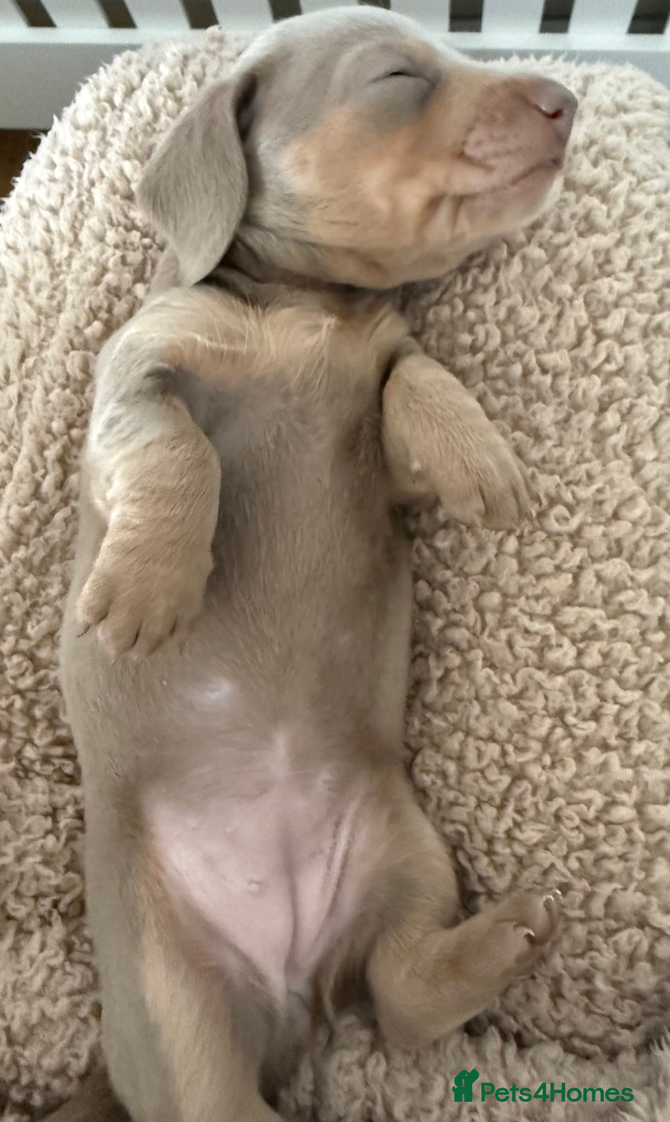 Dachshund dogs Beautiful Miniature Dachshund Litter-loving home - Advert 1