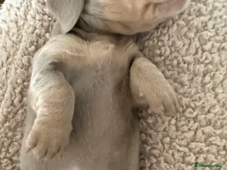 Dachshund dogs Beautiful Miniature Dachshund Litter-loving home - Advert 1