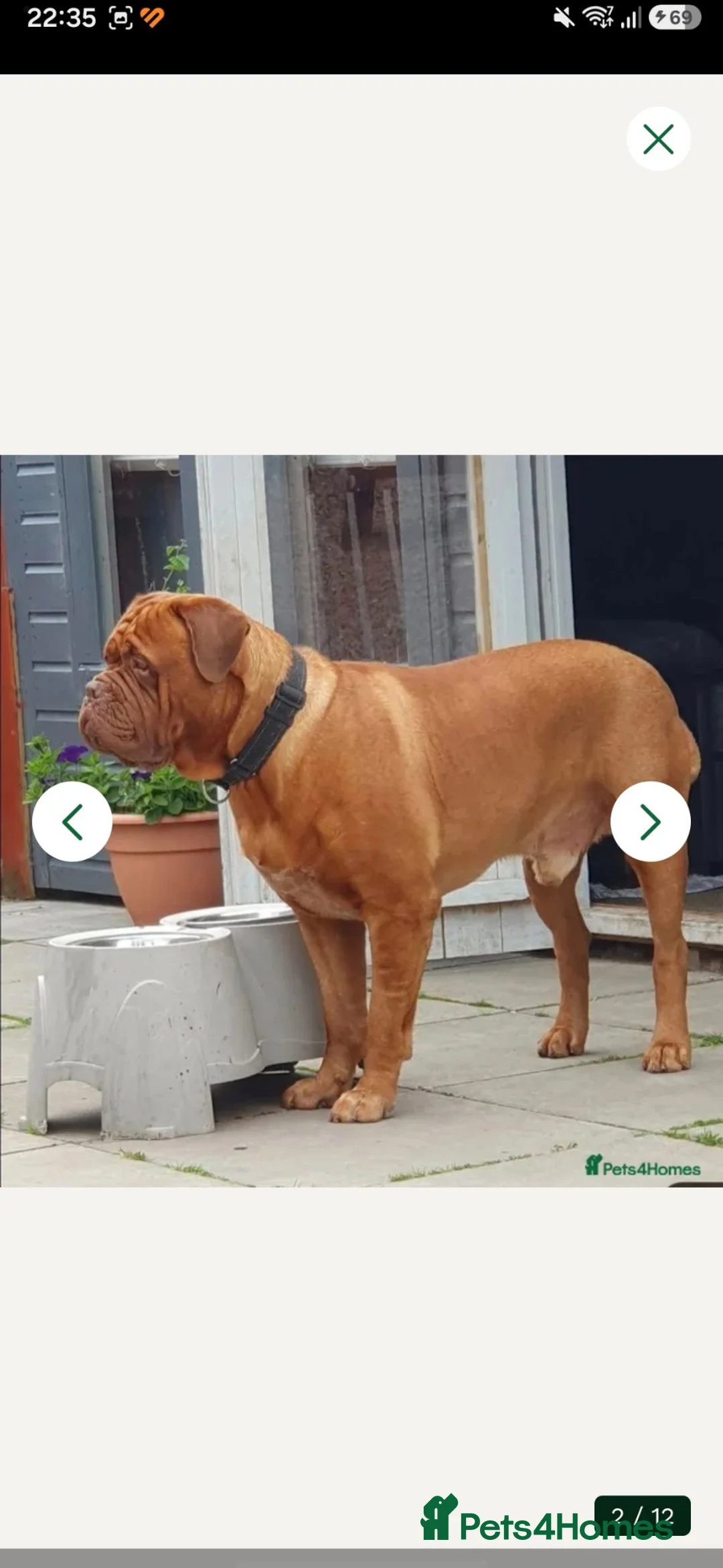 Dogue De Bordeaux dogs for stud: Big Dougie for stud - Advert 2
