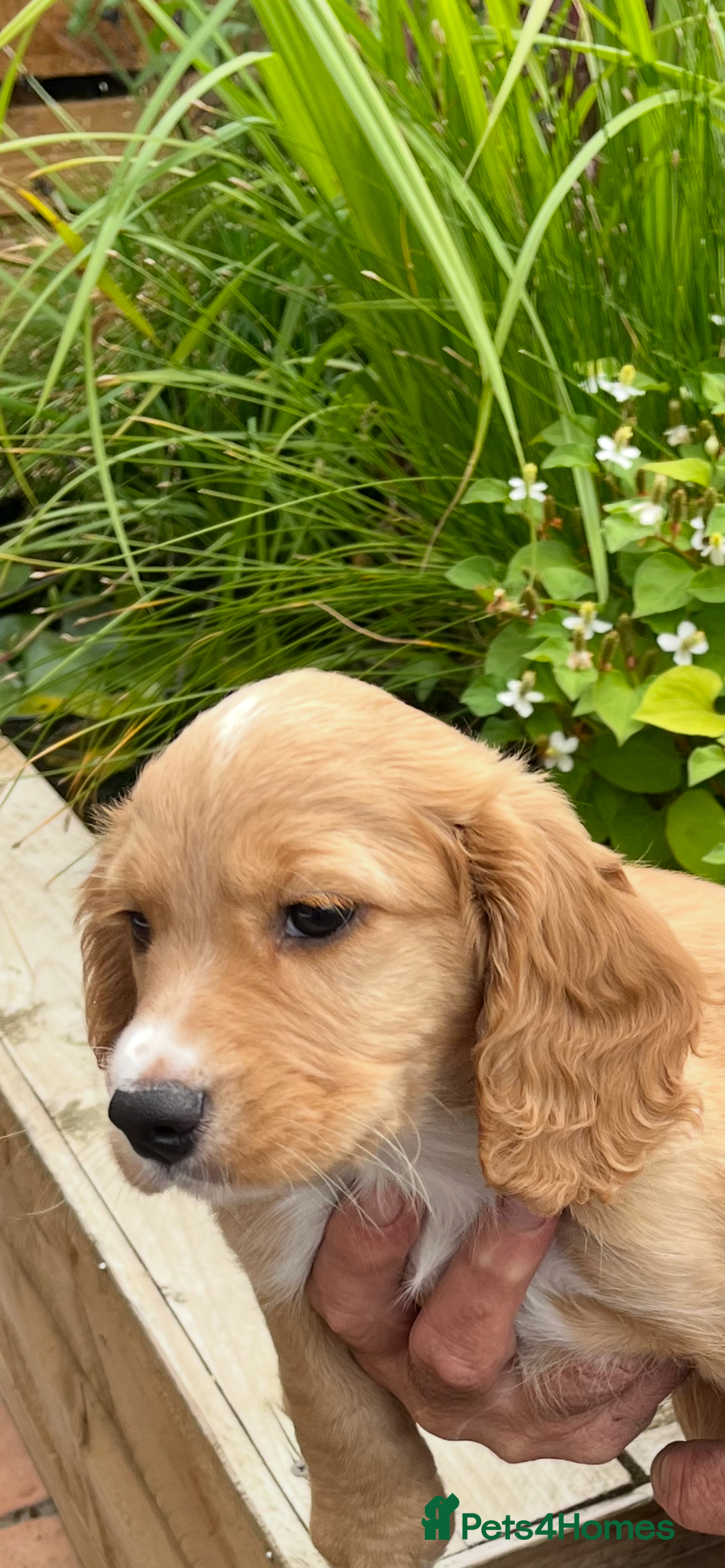 Cocker Spaniel dogs for sale: Cocker Spaniel bitch puppy - Image 3
