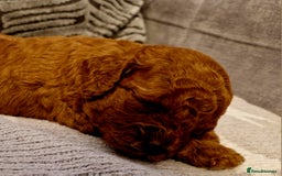 Cockapoo dogs for sale: Stunning litter of Fox red miniature Cockapoo's  - Image 12