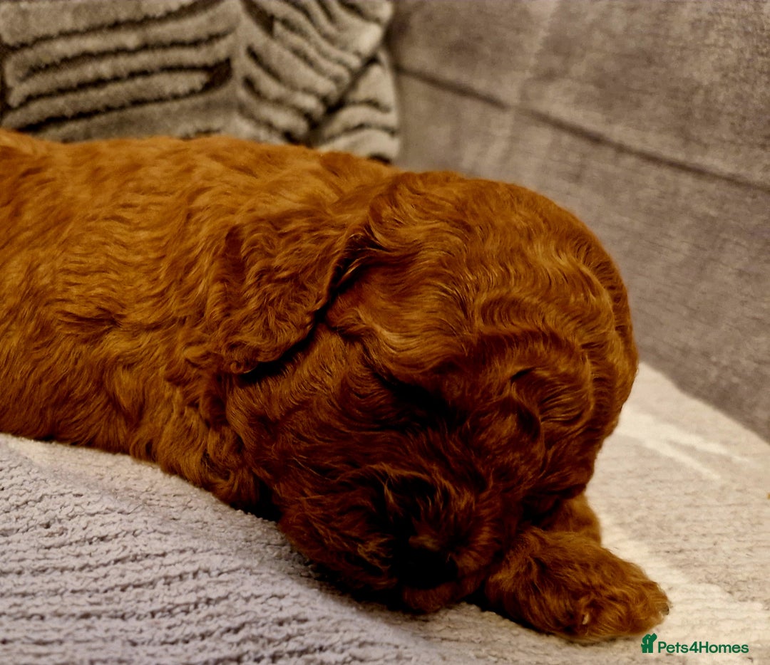 Cockapoo dogs for sale: Stunning litter of Fox red miniature Cockapoo's  - Image 12